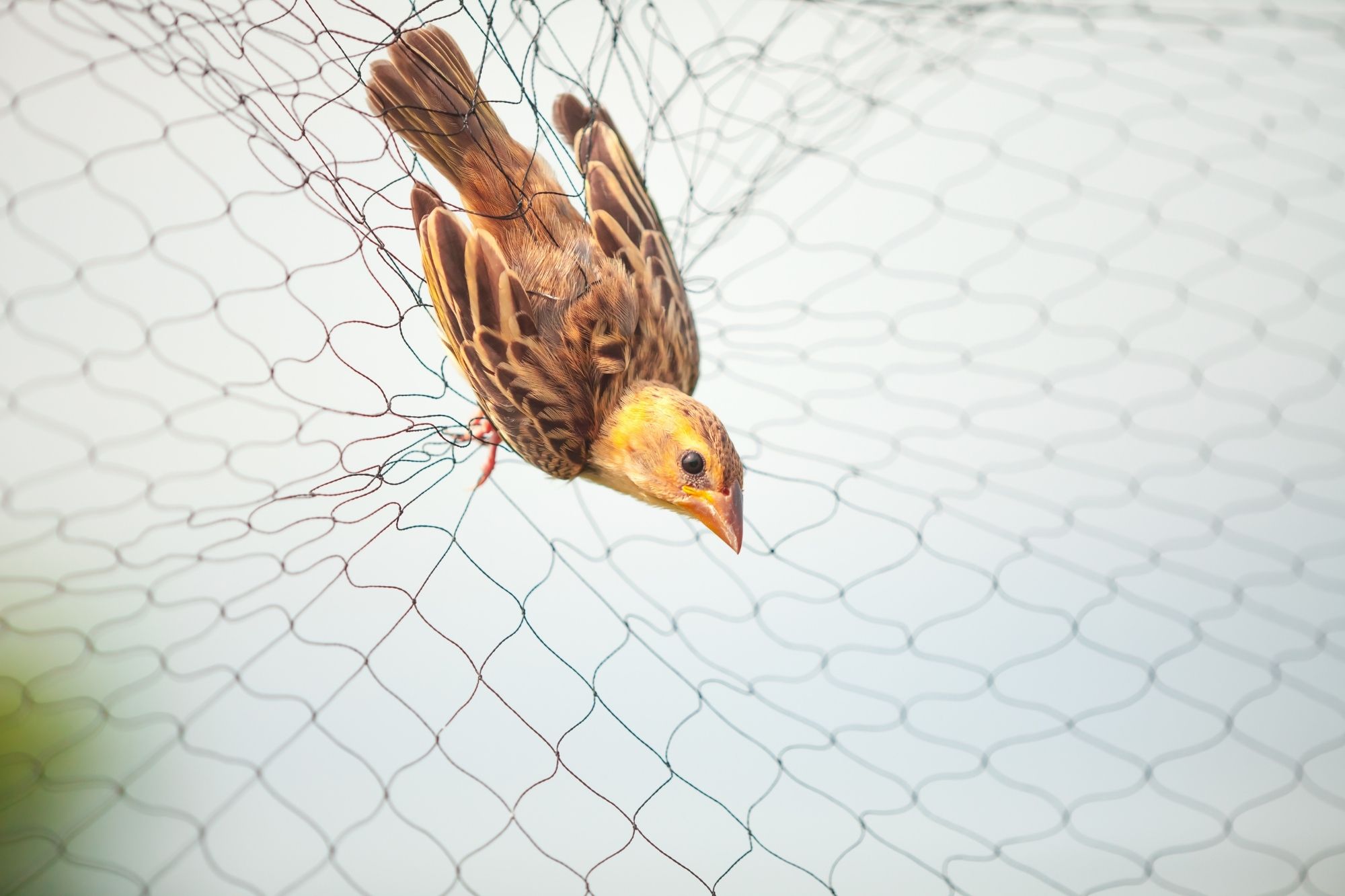 Bird Netting Services 